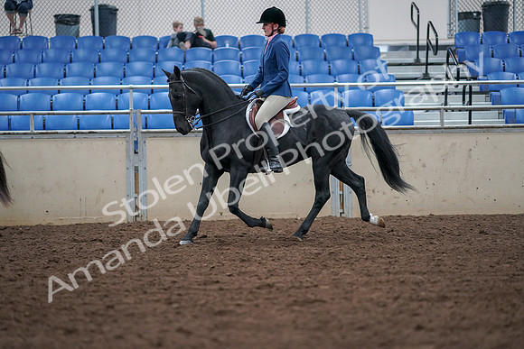 2019 Morgan Horse Show - Aug 30, 2019 - 18362