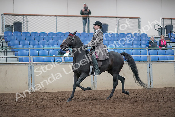 2019 Morgan Horse Show - Aug 31, 2019 - 09400