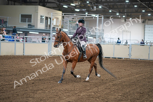 2020 - AB Morgan Horse - Fri, Sept 04 - 02215