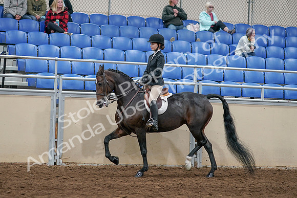 2020 - AB Morgan Horse - Sat, Sept 05 - 14423