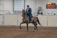 2020 - AB Morgan Horse - Sun, Sept 06 - 00274