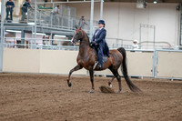 2020 - AB Morgan Horse - Fri, Sept 04 - 07868