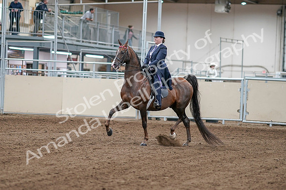 2020 - AB Morgan Horse - Fri, Sept 04 - 07868