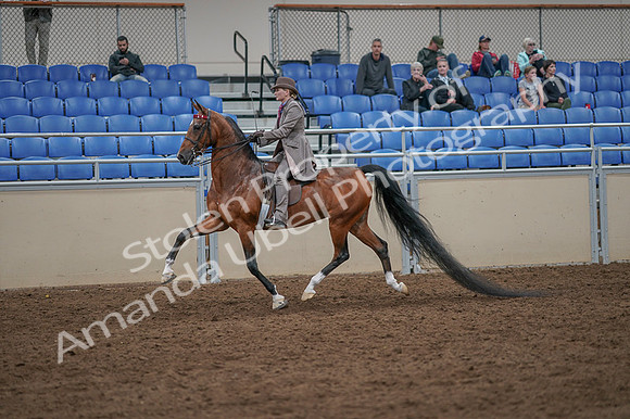2020 - AB Morgan Horse - Fri, Sept 04 - 11386