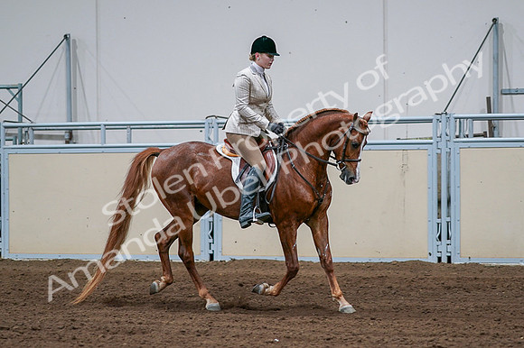 2020 - AB Morgan Horse - Fri, Sept 04 - 01713