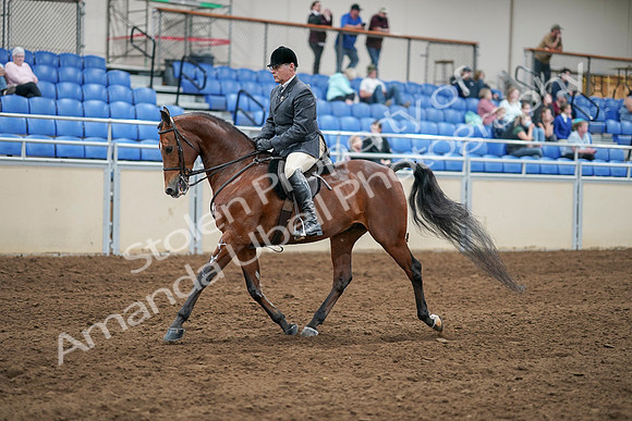 2020 - AB Morgan Horse - Sat, Sept 05 - 06874