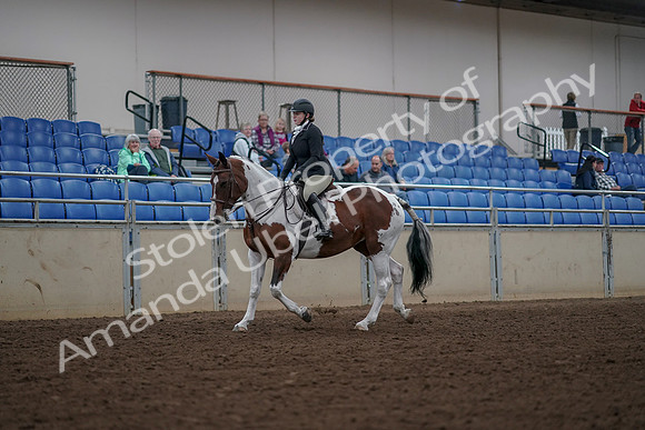 2019 Morgan Horse Show - Aug 30, 2019 - 14847