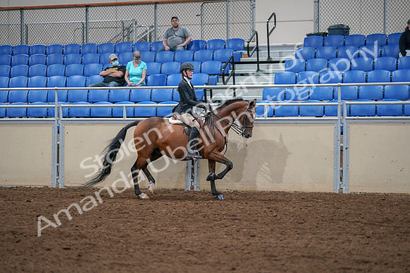 2020 - AB Morgan Horse - Fri, Sept 04 - 06123
