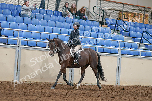 2020 - AB Morgan Horse - Sat, Sept 05 - 14394