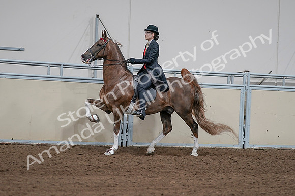 2020 - AB Morgan Horse - Fri, Sept 04 - 09602