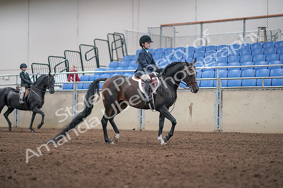 2019 Morgan Horse Show - Aug 31, 2019 - 19620