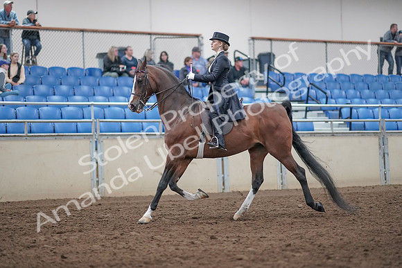 2019 Morgan Horse Show - Aug 31, 2019 - 20376