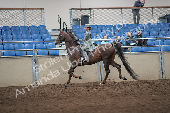 2019 Morgan Horse Show - Aug 31, 2019 - 07669