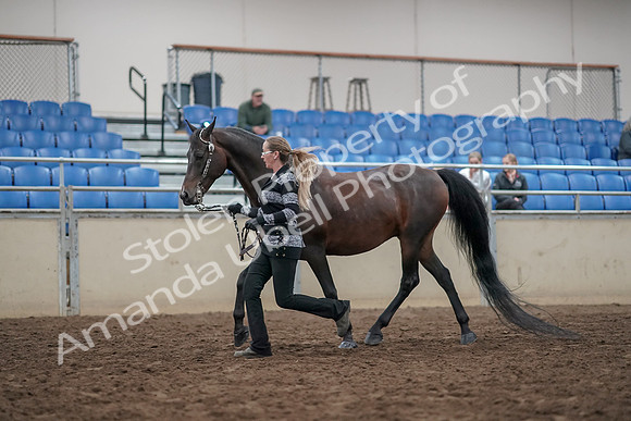 2019 Morgan Horse Show - Aug 31, 2019 - 03667