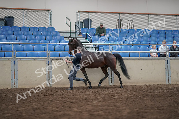 2019 Morgan Horse Show - Aug 31, 2019 - 03638