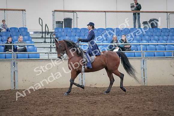 2019 Morgan Horse Show - Aug 31, 2019 - 09297