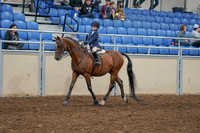2020 - AB Morgan Horse - Sat, Sept 05 - 01747