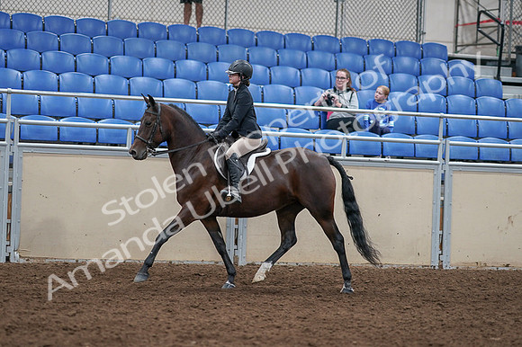 2020 - AB Morgan Horse - Fri, Sept 04 - 05903