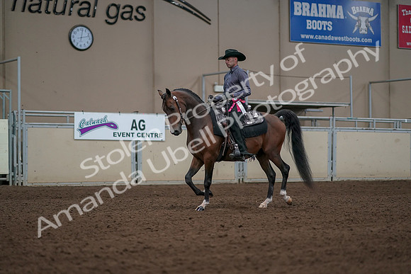 2019 Morgan Horse Show - Aug 31, 2019 - 06255