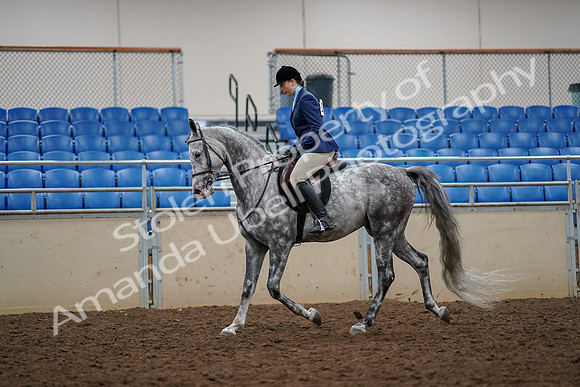 2019 Morgan Horse Show - Aug 30, 2019 - 22277