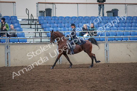 2019 Morgan Horse Show - Aug 31, 2019 - 09484