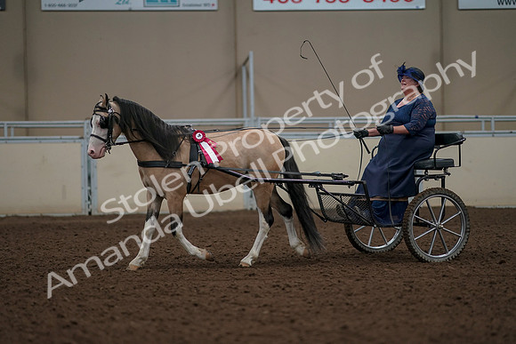 2019 Morgan Horse Show - Aug 31, 2019 - 04615