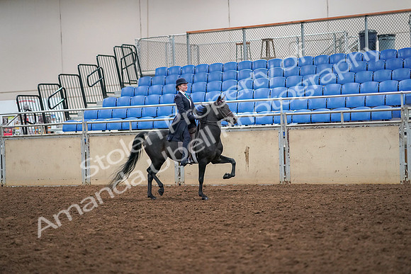 2019 Morgan Horse Show - Aug 30, 2019 - 12374