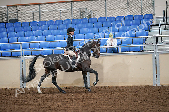 2020 - AB Morgan Horse - Fri, Sept 04 - 02120