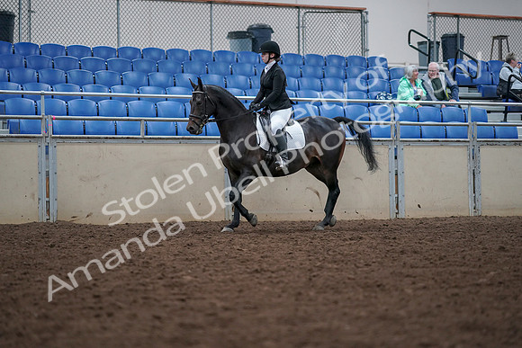 2019 Morgan Horse Show - Aug 30, 2019 - 18292