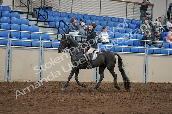 2020 - AB Morgan Horse - Sun, Sept 06 - 07775