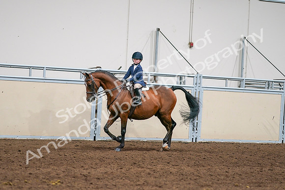 2020 - AB Morgan Horse - Sun, Sept 06 - 08156