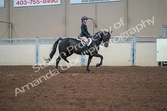 2019 Morgan Horse Show - Aug 30, 2019 - 20766