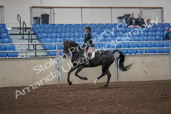 2019 Morgan Horse Show - Aug 31, 2019 - 05024