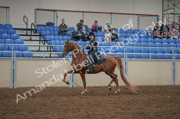 2020 - AB Morgan Horse - Fri, Sept 04 - 11270