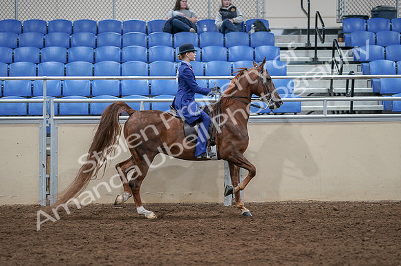 2020 - AB Morgan Horse - Fri, Sept 04 - 05265