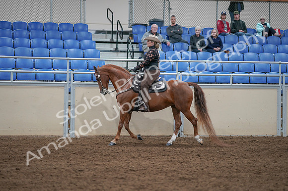 2020 - AB Morgan Horse - Fri, Sept 04 - 08342
