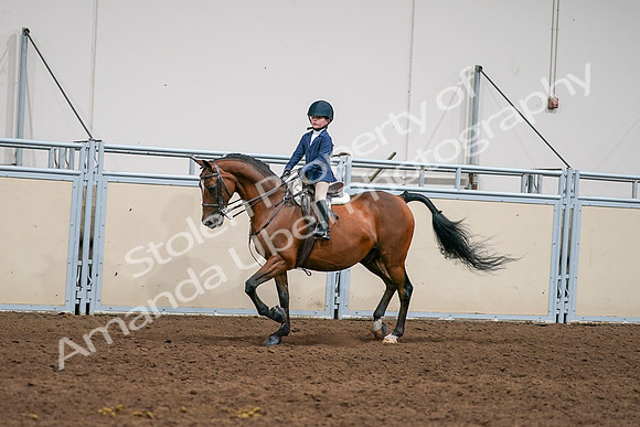 2020 - AB Morgan Horse - Sun, Sept 06 - 08163