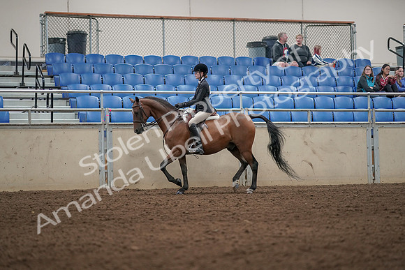 2019 Morgan Horse Show - Aug 31, 2019 - 04862