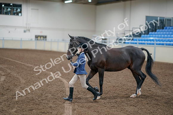 2020 - AB Morgan Horse - Fri, Sept 04 - 00929