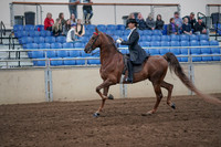 2019 Morgan Horse Show - Aug 31, 2019 - 20362