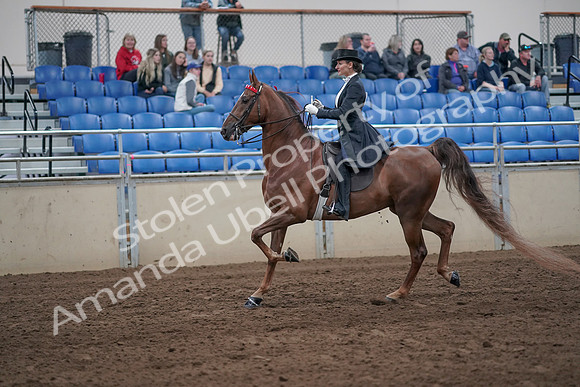 2019 Morgan Horse Show - Aug 31, 2019 - 20362
