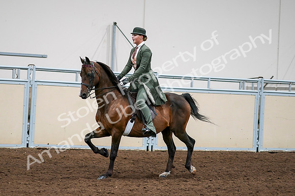 2020 - AB Morgan Horse - Fri, Sept 04 - 03293