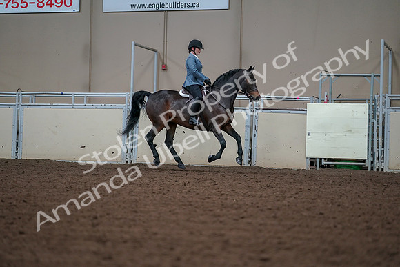 2019 Morgan Horse Show - Aug 30, 2019 - 18591