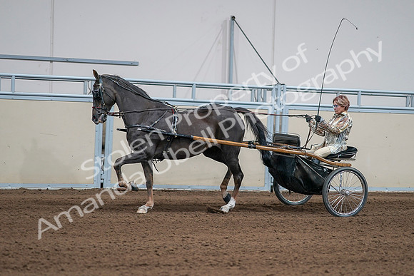 2020 - AB Morgan Horse - Sat, Sept 05 - 05882