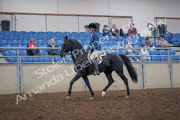 2019 Morgan Horse Show - Aug 31, 2019 - 16598