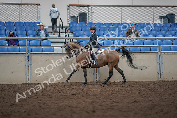 2019 Morgan Horse Show - Aug 31, 2019 - 15032