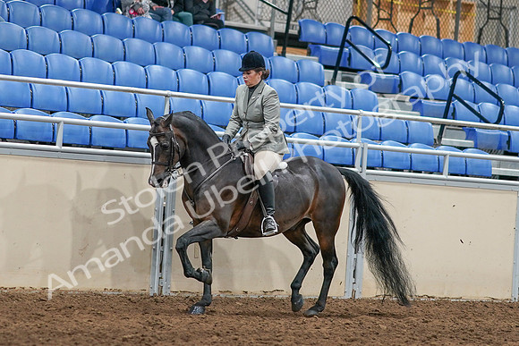 2020 - AB Morgan Horse - Sat, Sept 05 - 14478