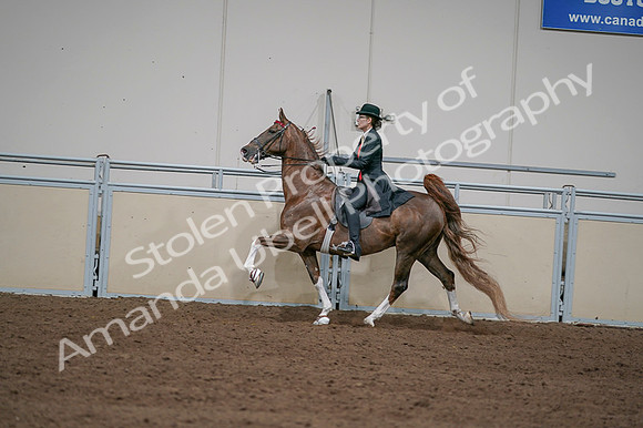 2020 - AB Morgan Horse - Fri, Sept 04 - 09751
