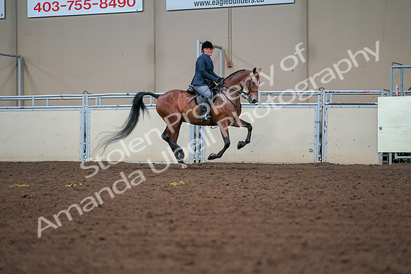 2019 Morgan Horse Show - Aug 30, 2019 - 20976