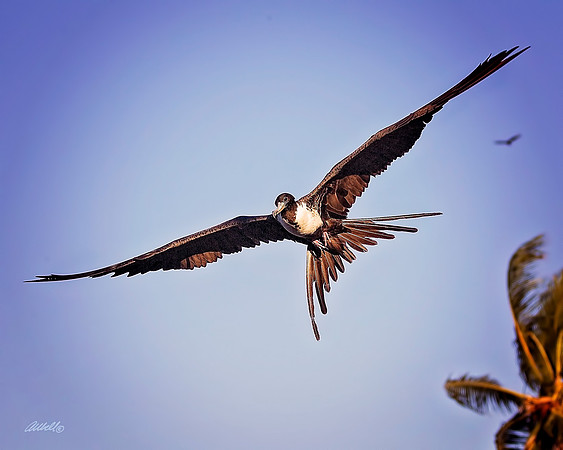Birds - 167